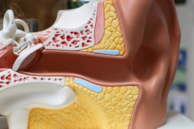 Estructura del oído interno. (iStock)