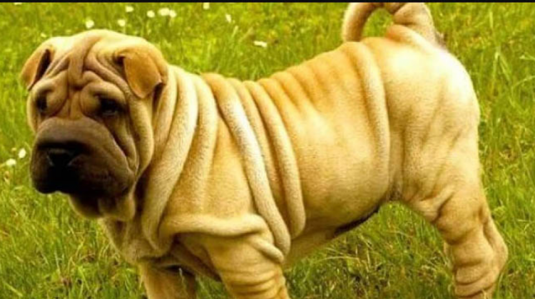 PERRO