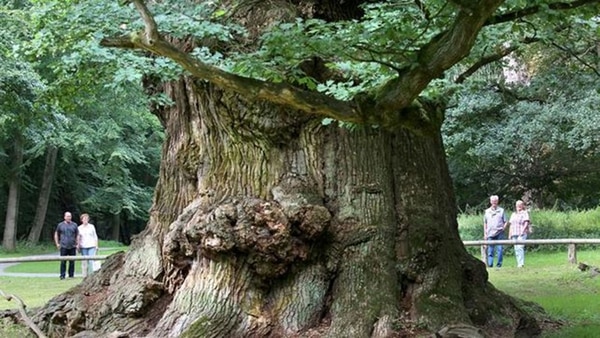 Las distintas interconexiones entre los xilemas tenían la capacidad de reubicarse con el fin de adaptarse al crecimiento del árbol
