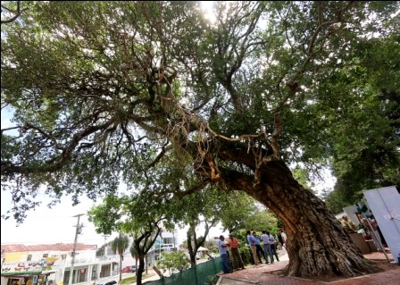 Patrimonio,-reconocen-al-arbol-mas-longevo-