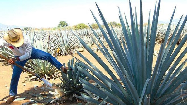 Agave, la planta que es materia prima del tequila