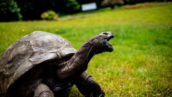 Jonathan, una tortuga gigante de las Islas Seychelles, se cree que es el reptil más viejo de la tierra con 186 años de edad. (AFP)