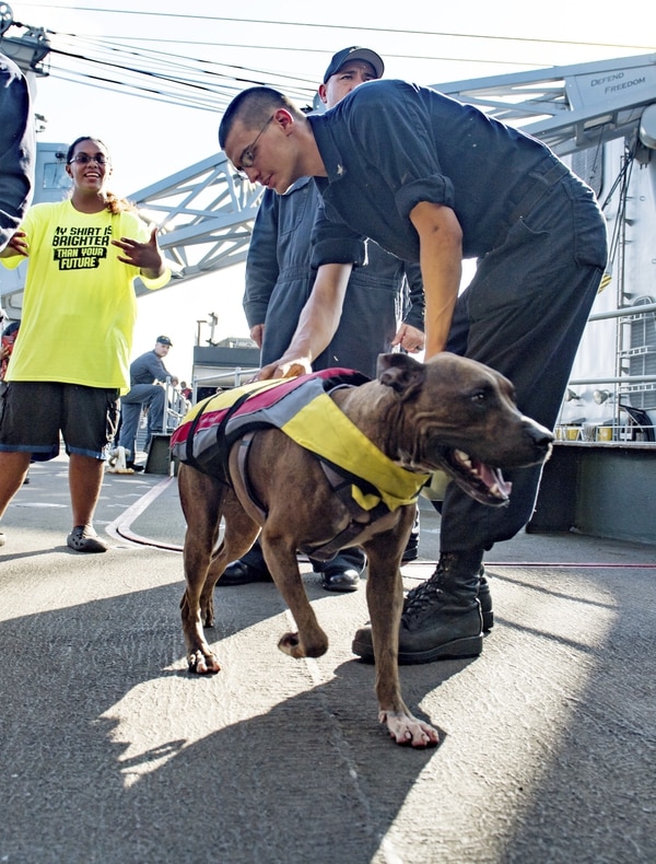 Zeus, uno de los perros rescatados (Mass Communication Specialist 3rd Class Jonathan Clay/U.S. Navy via AP)