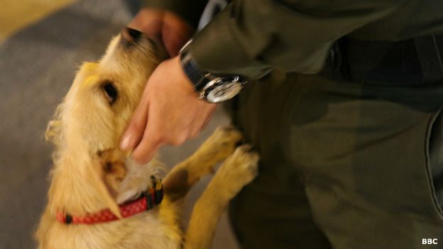 Resultado de imagen para Policía rescata canes
