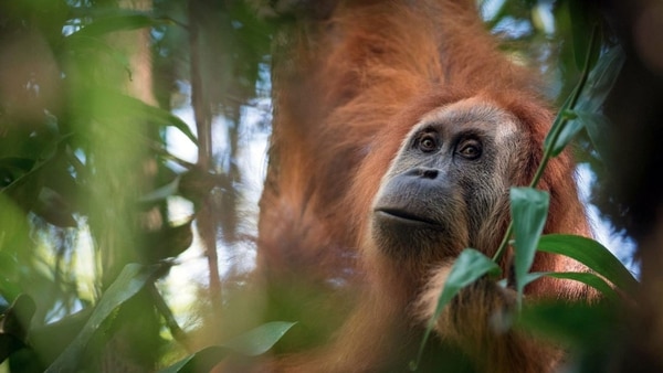 El Tapanuli orangután es una especia compuesta por apenas 800 ejemplares (EFE)