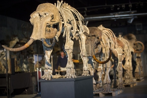 Fósiles de una familia de mamuts en un museo (Rob Stothard/Getty Images)