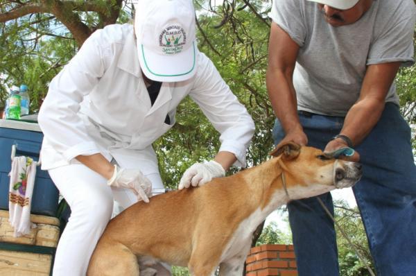 Resultado de imagen para vacunación antirrábica en Cochabamba