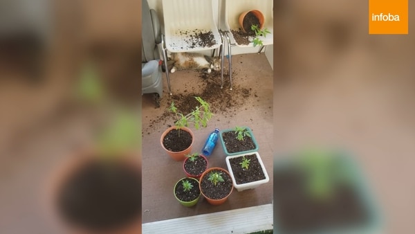 El gato destruyó y comió parte de las plantas de marihuana