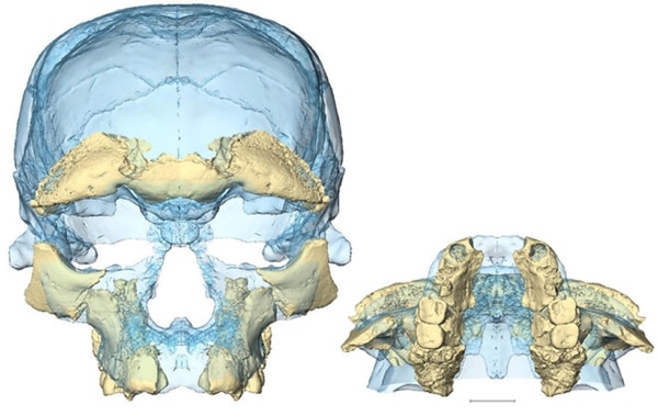Las piezas que se encontraron en Marruecos permitieron armar el cráneo más antiguo que se conocía de Homo sapiens, pero el de Dali es similar, se sabe ahora.