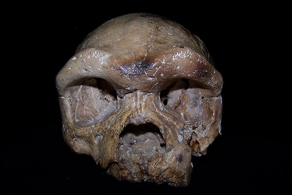 El cráneo de Dali cambia todas las creencias sobre el origen de la humanidad.(Sheela Athreya)