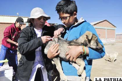 Resultado de imagen para vacunación antirrábica en segundo día de aplicación en Oruro