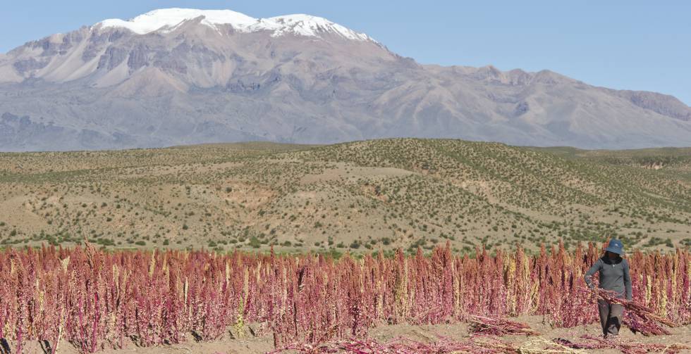 Campos de quinoa en Bolivia. 