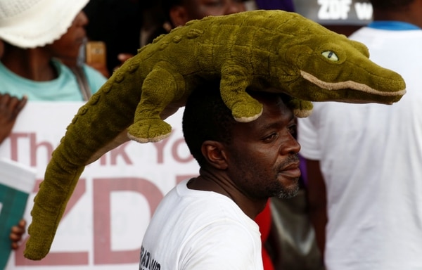 Seguidores de Mnangagwa esperan su llegada a la capital Harare. El cocodrilo es el símbolo del ex vicepresidente, conocida por su astucia y crueldad (Reuters)