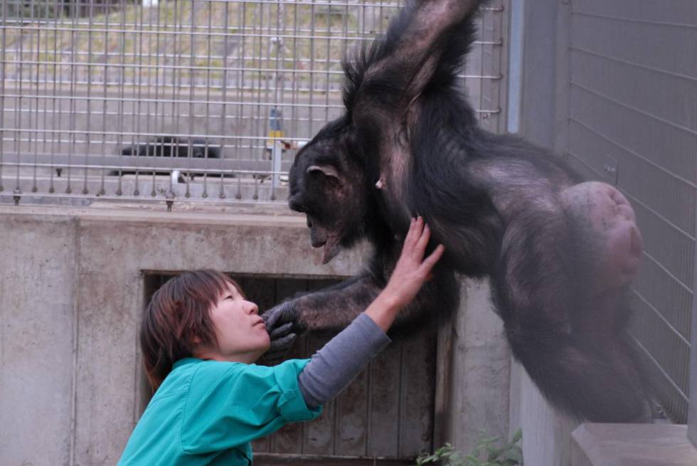 Una cuidadora juega con un chimpancé en un centro de primates de la Universidad de Kioto.