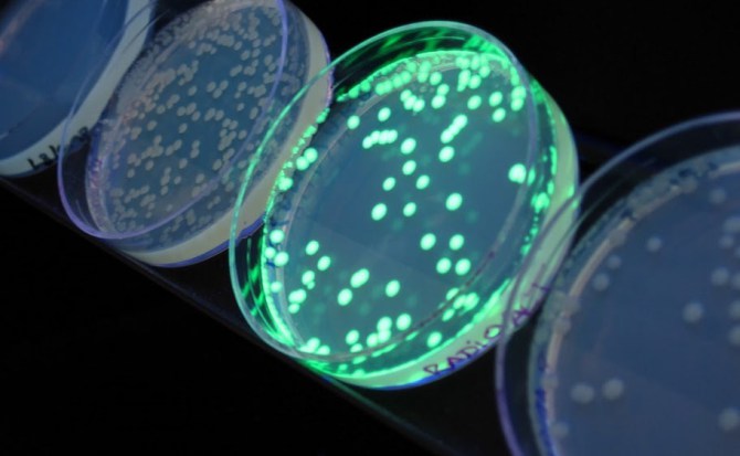 Hackean la primera bacteria con seis letras en su ADN para producir proteínas artificiales