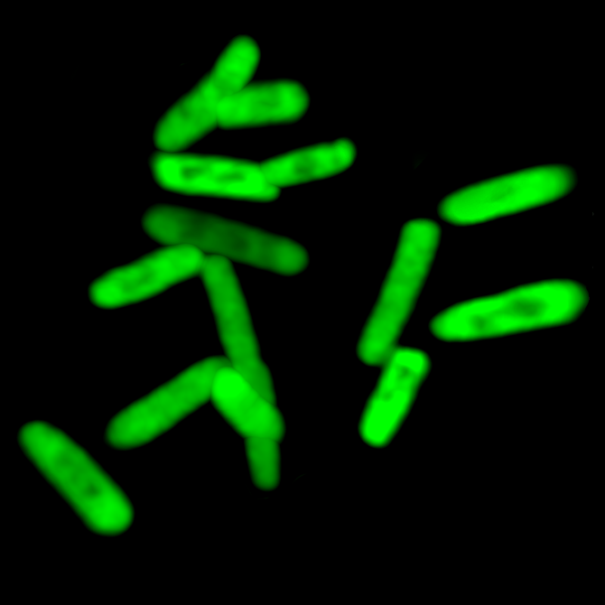 escherichia coli