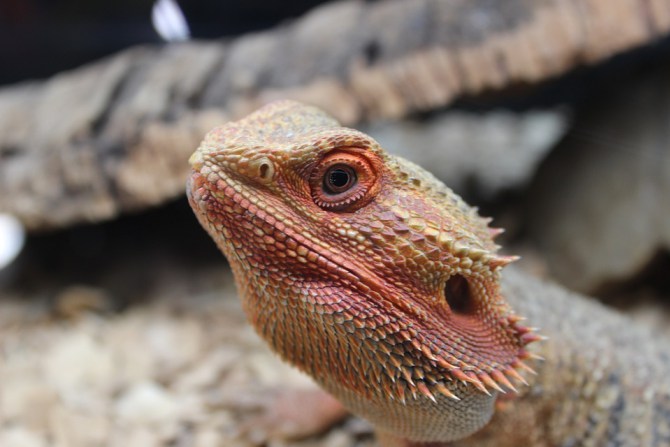 reptil