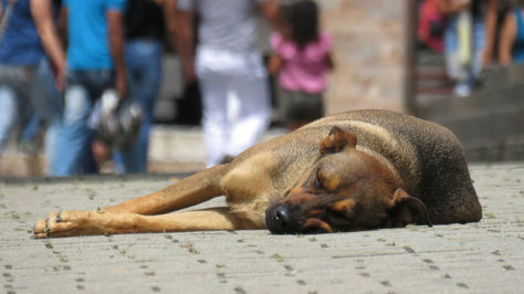 "Ollie", que fue hallado aún con vida, murió dos días después de ser rescatado .