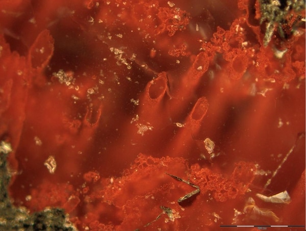 Tubos de hematita de los depósitos volcánicos del cinturón de Nuvvuagittuq que representan los microfósiles más antiguos y la prueba de la existencia de vida en la Tierra. Imagen: Matthew Dodd