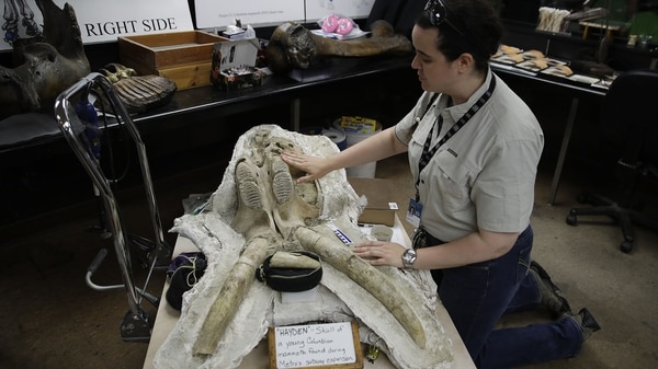 La paleontóloga Ashley Leger exhibe el fósil hallado (AP)