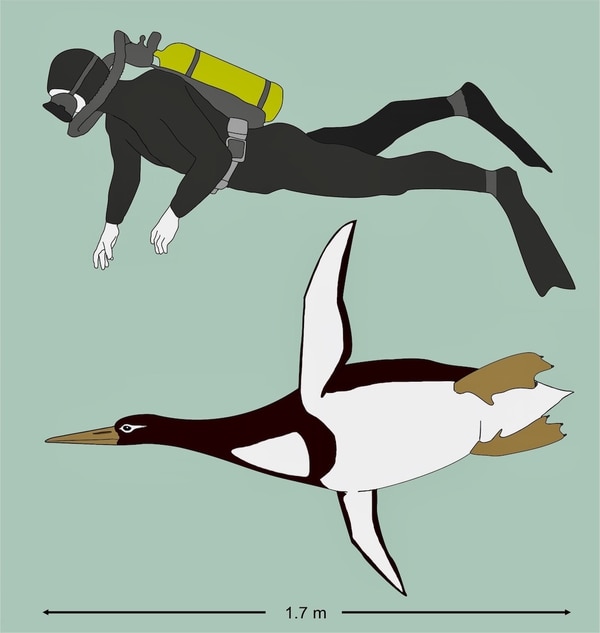El pingüino gigante Kumimanu biceae era tan alto como un hombre promedio. Crédito: G. Mayr/Senckenberg Research Institute