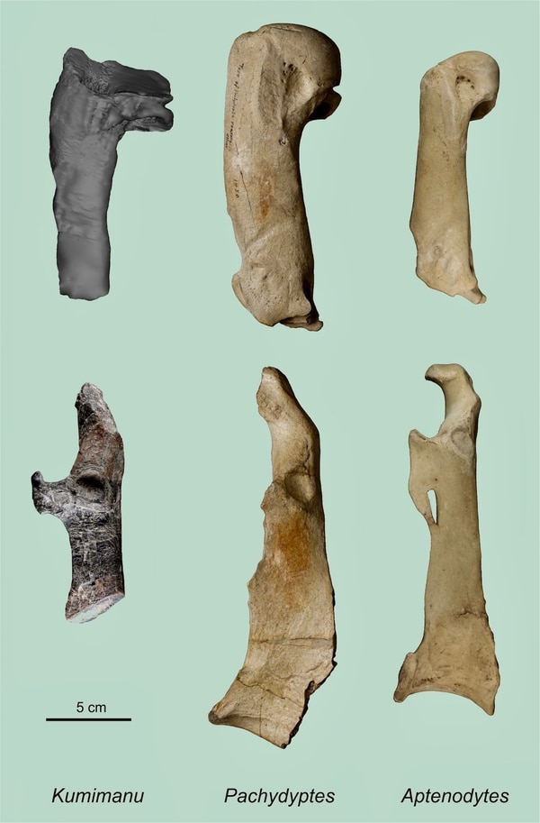 Un hueso del brazo superior conocido como húmero y otro hueso del hombro conocido como coracoides perteneciente al gigante Kumimanu biceae, comparado a los huesos correspondientes a la especie Pachydyptes ponderosus y a los de un emperador moderno. Crédito: G. Mayr/Senckenberg Research Institute