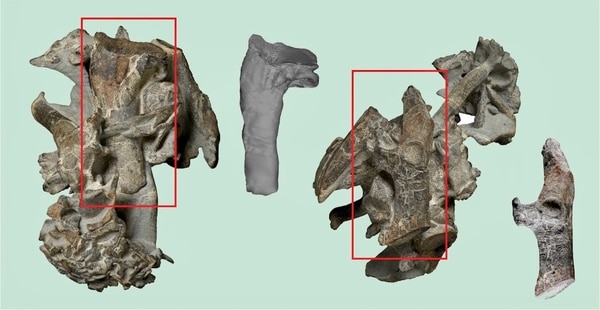 Los rectángulos del fósil Kumimanu biceae resaltan el húmero y un hueso coracoides que se muestran separados del conjunto original. Crédito: G. Mayr/Senckenberg Research Institute