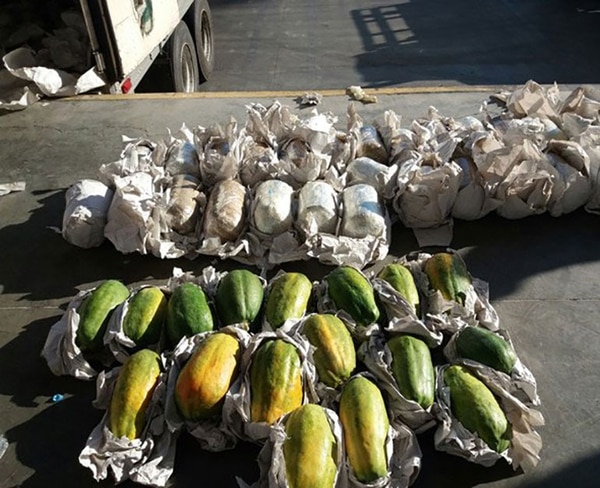 La marihuana decomisada debajo de las papayas (foto: Policia federal)