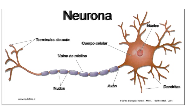 Estructura de la neurona. (Wikipedia)