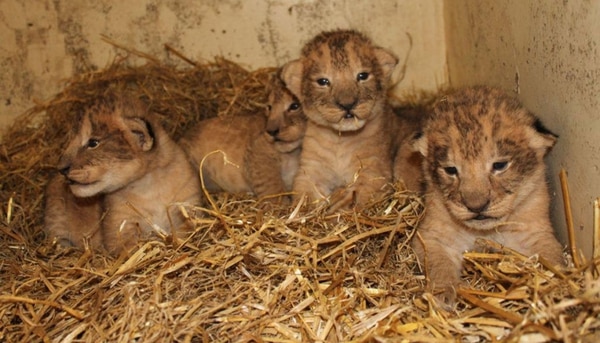 Cachorros de león (Foto: Zoo Boras)