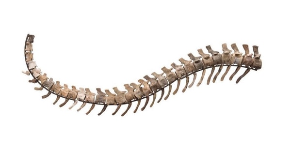 El fragmento de la cola de Atlasaurus fue hallado en Marruecos en 1999