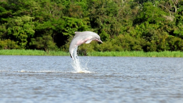 Delfín rosado en Lago de Tarapoto.