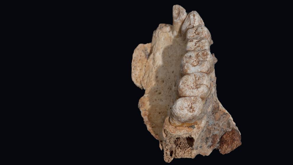 Hallado en Israel un fósil de Homo sapiens que cambia el relato sobre nuestra especie