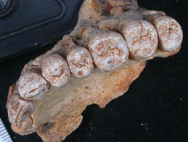 Maxilar de Homo sapiens hallado en la cueva Misliya de Israel. Tiene entre 177.000 y 194.000 años de antigüedad.