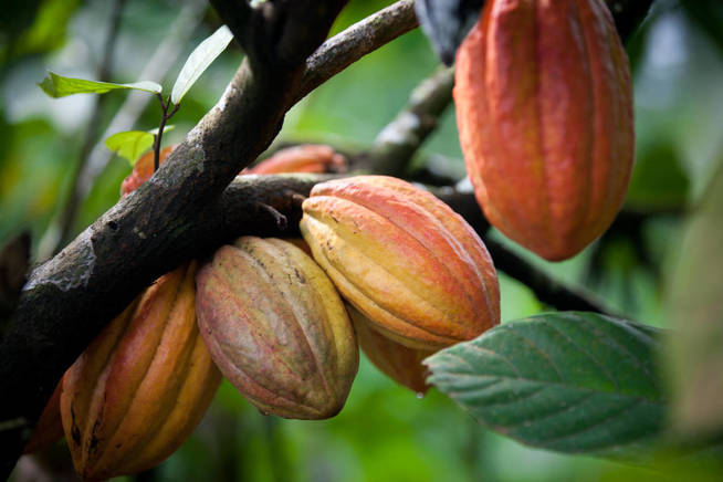 La planta del cacao tendrá que plantarse en altitudes más altas. (iStock)