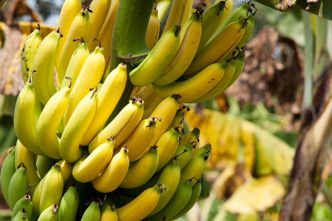 Los plátanos, en peligro de extinción. (iStock)