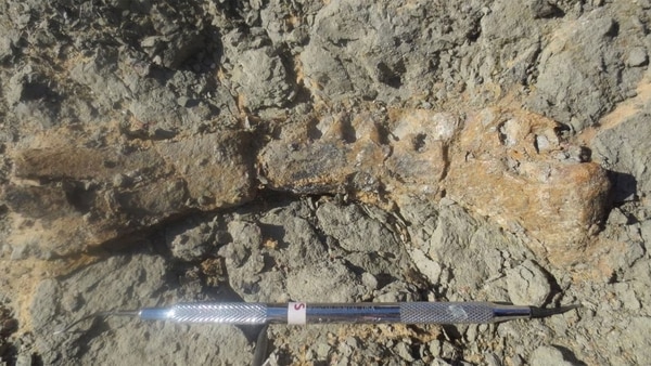 Los restos de esta especie de dinosaurio del Cretácico aportan nueva información sobre la vida de estos animales al final de su existencia, según un estudio publicado en Nature