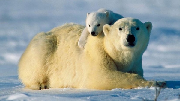 La población de osos polares ha disminuido en un 40% durante la última década, según datos del Servicio Geológico de los Estados Unidos (USGS)