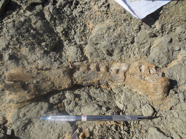 Los restos encontrados son de entre 66 y 100 millones de años (Hesham Sallam / Mansoura University / The Washington Post)