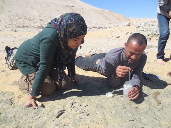 La estudiante Mai El-Amir (izquierda) y el profesor Hesham Sallam de la Universidad de Mansoura analizan restos del dinosaurio Mansourasaurus shahinae encontrado en la región (Sanaa El-Sayed / Mansoura University / The Washington Post)