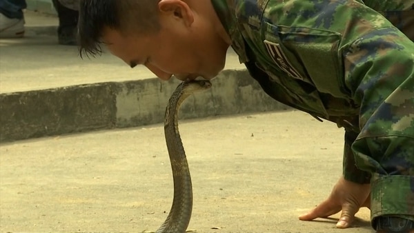 El instructor tailandés besa la cabeza de una cobra (Reuters)