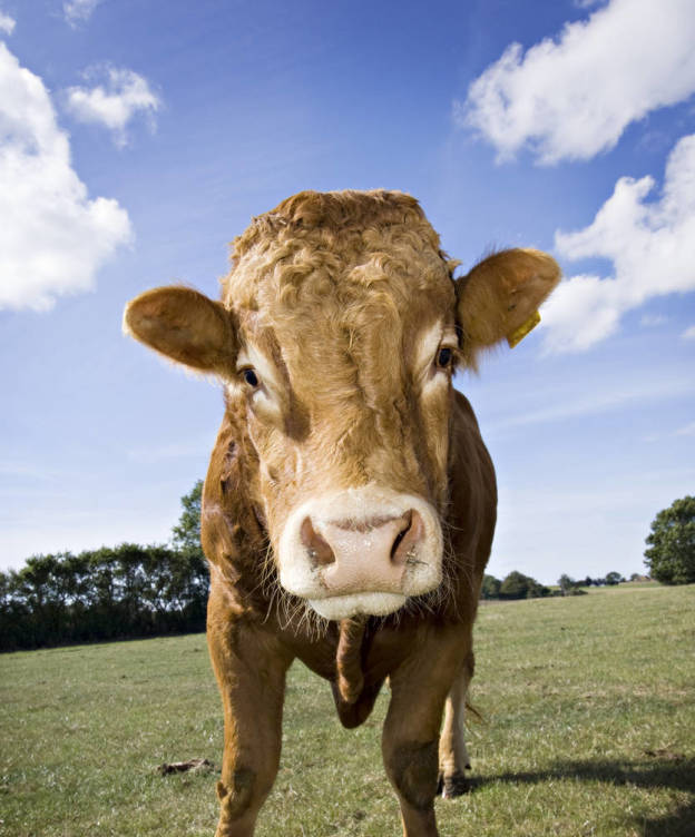 Foto: Una vaca de la especie limusina, como 'Hermien'. (iStock)