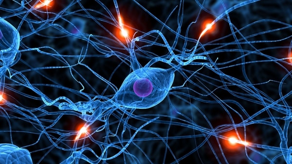 Físicos y biólogos han desarrollado una nueva técnica de microscopía que permite obtener imágenes de todas las células dentro de un área determinada del tejido cerebral vivo, lo que permitirá mejorar el conocimiento del cerebro