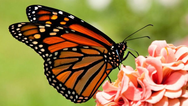 Actualmente se tienen nueve colonias de mariposa monarca entre los diferentes santuarios que dan cobijo al invertebrado