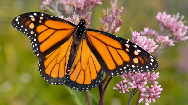 La tala de árboles ilegales en el hábitat de la mariposa en México ha disminuido considerablemente pero la población sigue menguando