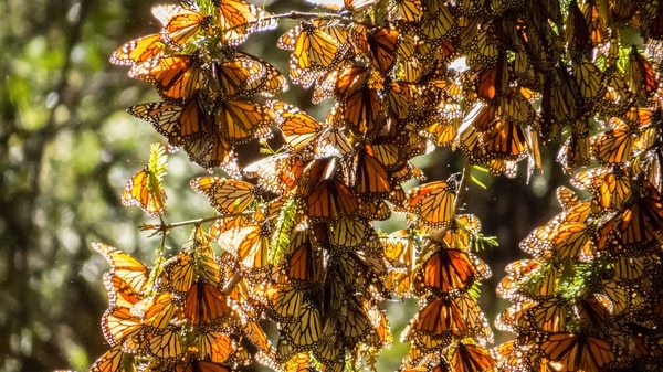 Lejos quedan los vigorosos registros que indicaban la salud poblacional de la Danaus plexippus en México, cuando en 2003 se reportaron 11 hectáreas ocupadas