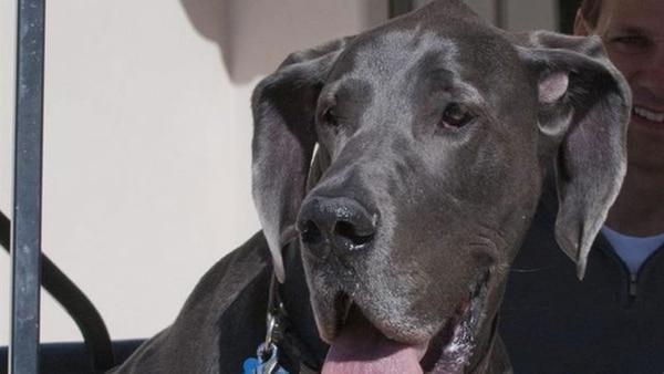 La estructura que configura la nariz de los canes ha sido, por su alta sensibilidad, copiada por los investigadores dada las capacidades de un olfato mucho más desarrollado que el humano