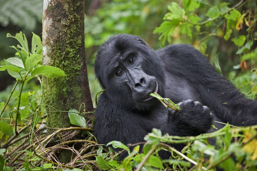 Los gorilas son especies poco dadas a la cooperación social y a jugar cuando son adultos