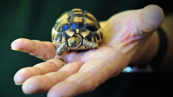 Los hallazgos epidemiológicos y de laboratorio vincularon este brote de infecciones humanas por Salmonella Agbeni con el contacto con las tortugas