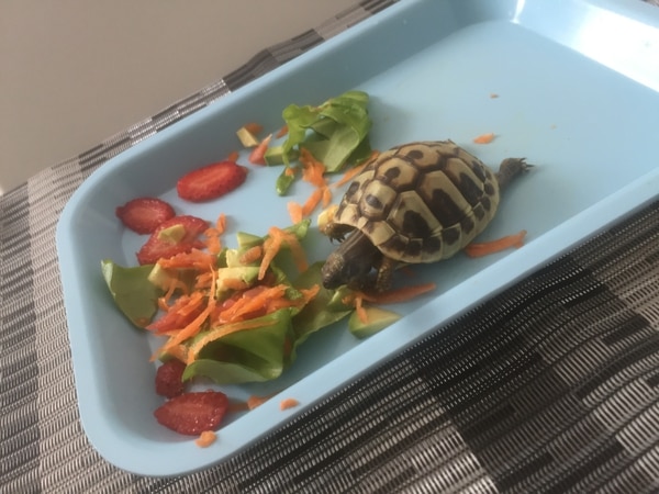 El Centro de Control y Prevención de Enfermedades aclara que “todas las tortugas”, independientemente de su tamaño, pueden portar la bacteria de la salmonella incluso si se ven sanas y limpias
